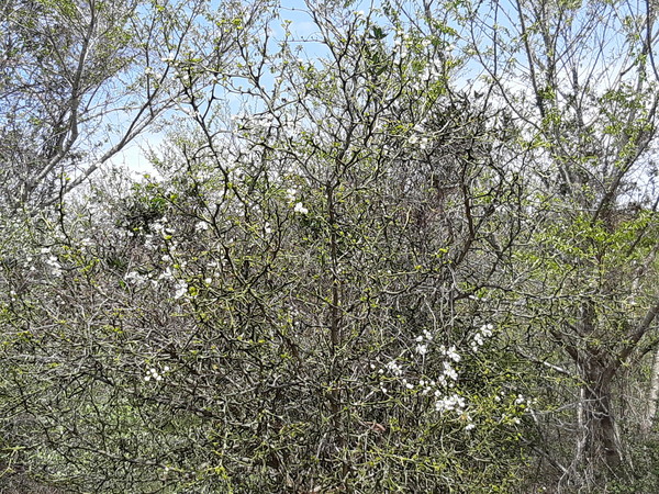 줄기에 가시가 달려 집 울타리에 심어져 위리안치 형벌에 사용되는 탱자나무지만 그 꽃은 아름답다. 신평-무릉 곶자왈에서는 탱자나무 꽃들을 많이 볼 수 있다.