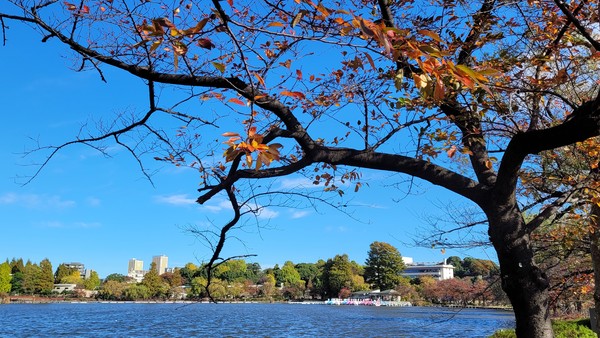▲ 도쿄 우에노 공원의 풍경은 깊어가는 가을을 알려주고 있다.