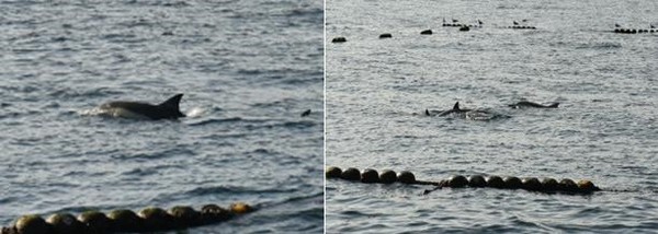 정치망 안에 고립된 돌고래 무리 3마리 확인 긴부리와 노란색 몸통으로 참돌고래 확인